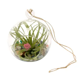 4" Rainbow Gemstone Bubble Terrarium with Blooming Air Plant