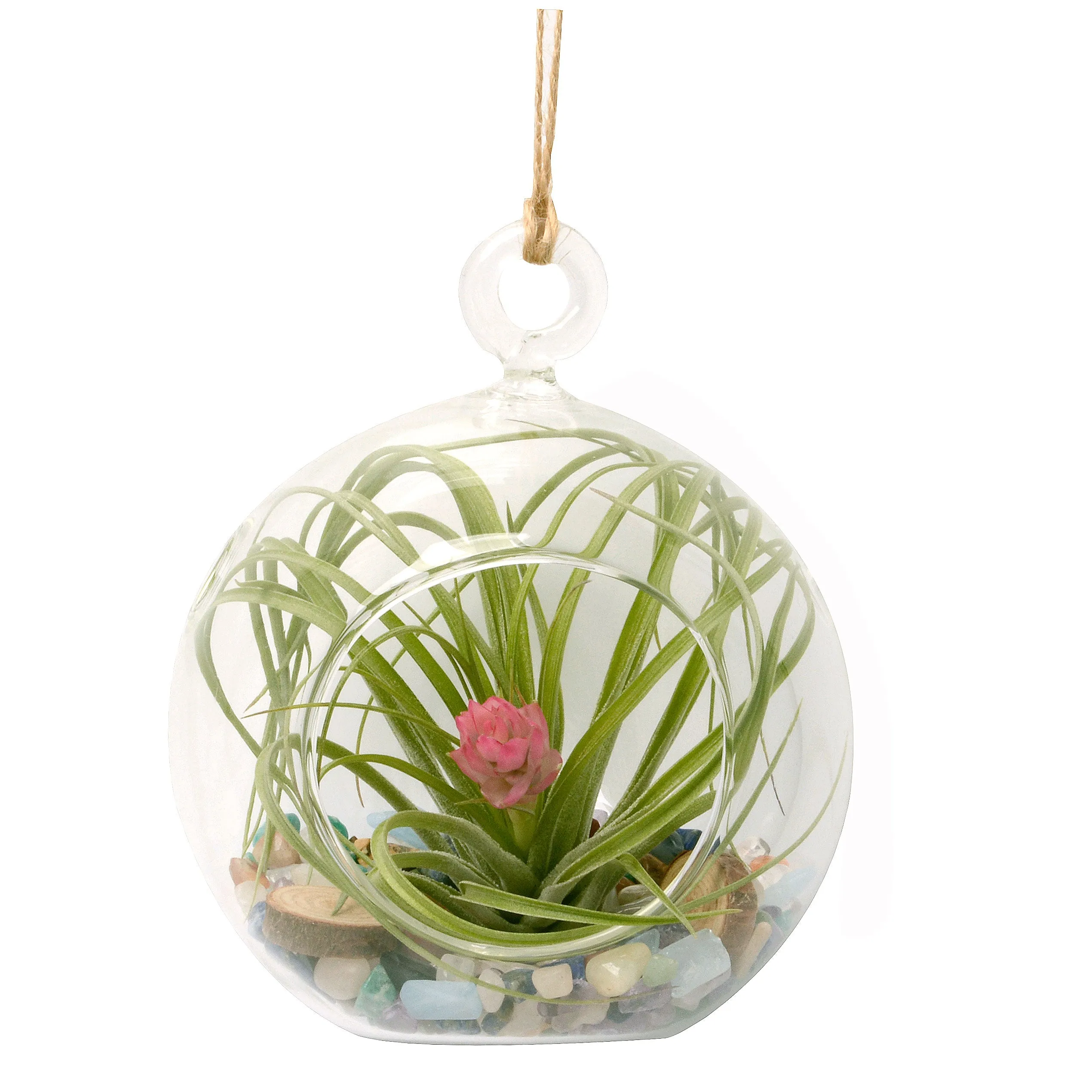 4" Rainbow Gemstone Bubble Terrarium with Blooming Air Plant