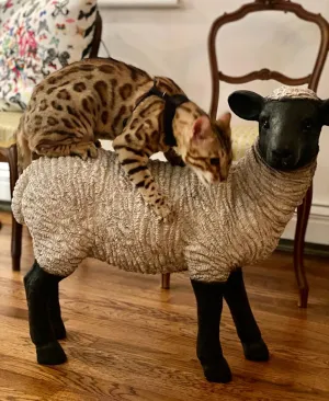 Brown spotted Bengal kitten for Sale