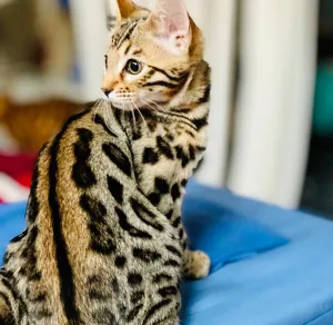 Brown spotted Bengal kitten for Sale
