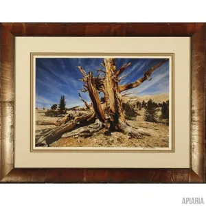 Jim Cunningham "Bristlecone, White Mountains"