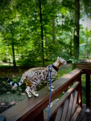 Silver spotted Bengal kitten for Sale