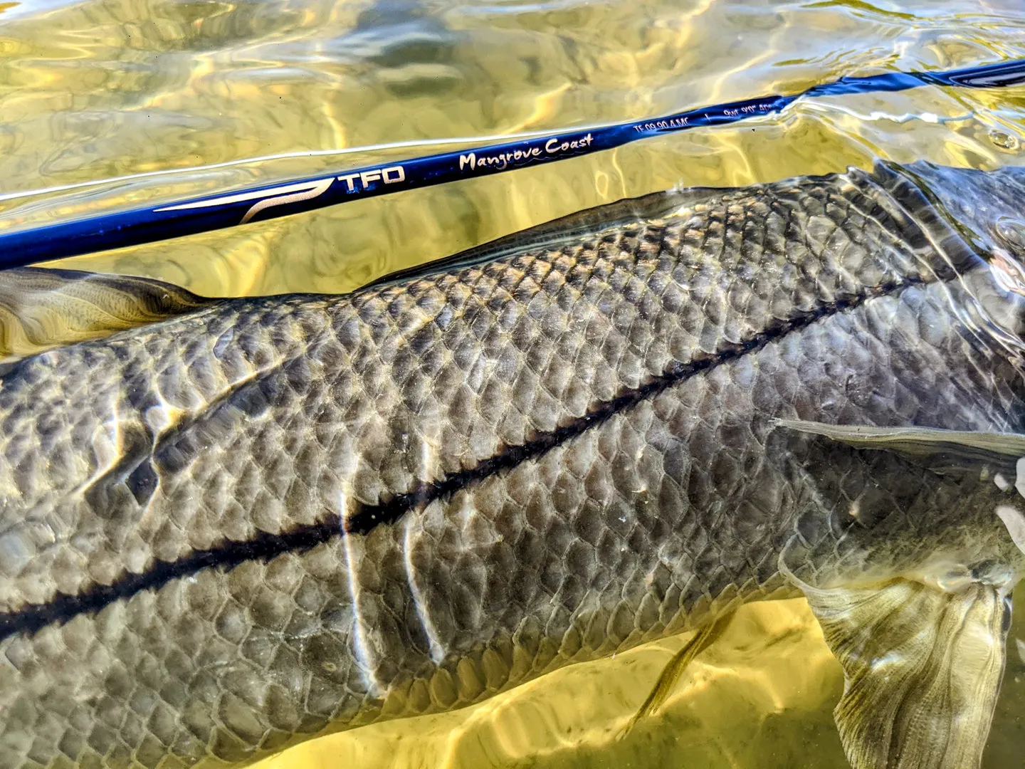 TFO Mangrove Coast 7wt 9'0"