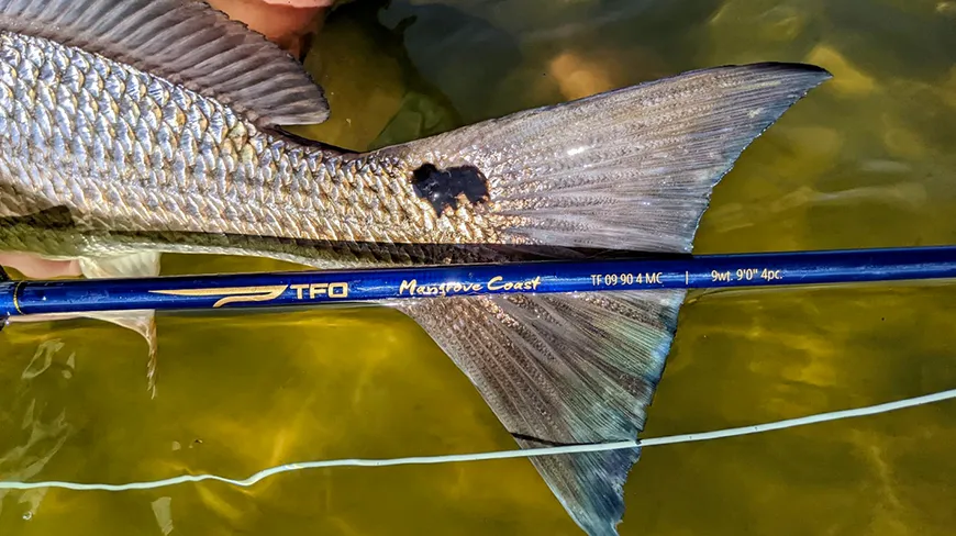 TFO Mangrove Coast 9wt 9'0"